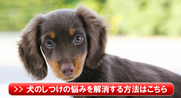 犬のしつけの悩みを解消する方法はこちら